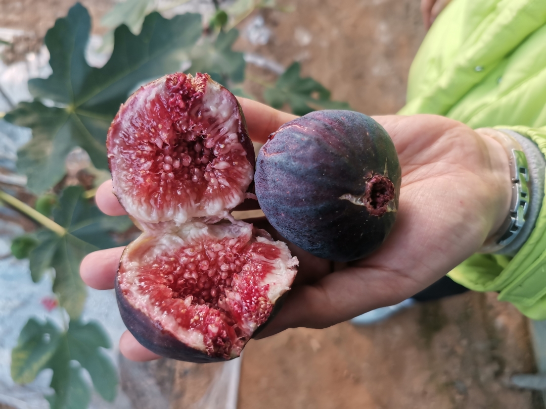 绿的,紫的无花果点缀在枝头,外形圆润饱满,散发阵阵果香,让人忍不住想